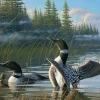 Cobble Hill 1000 Pieces* - Common Loons - 1000 Piece Jigsaw Puzzle