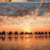 Educa 1000 Pieces* - Golden Sunset On Cable Beach - 1000 Piece Jigsaw Puzzle