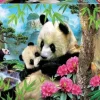 Educa 1000 Pieces* - Morning Panda - 1000 Piece Jigsaw Puzzle
