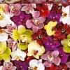 Educa 1000 Pieces* - Orchid Collage - 1000 Piece Jigsaw Puzzle