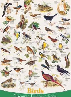 Eurographics 1000 Pieces* - Birds - 1000 Piece Jigsaw Puzzle