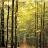 Eurographics 1000 Pieces* - Forest Path - 1000 Piece Jigsaw Puzzle