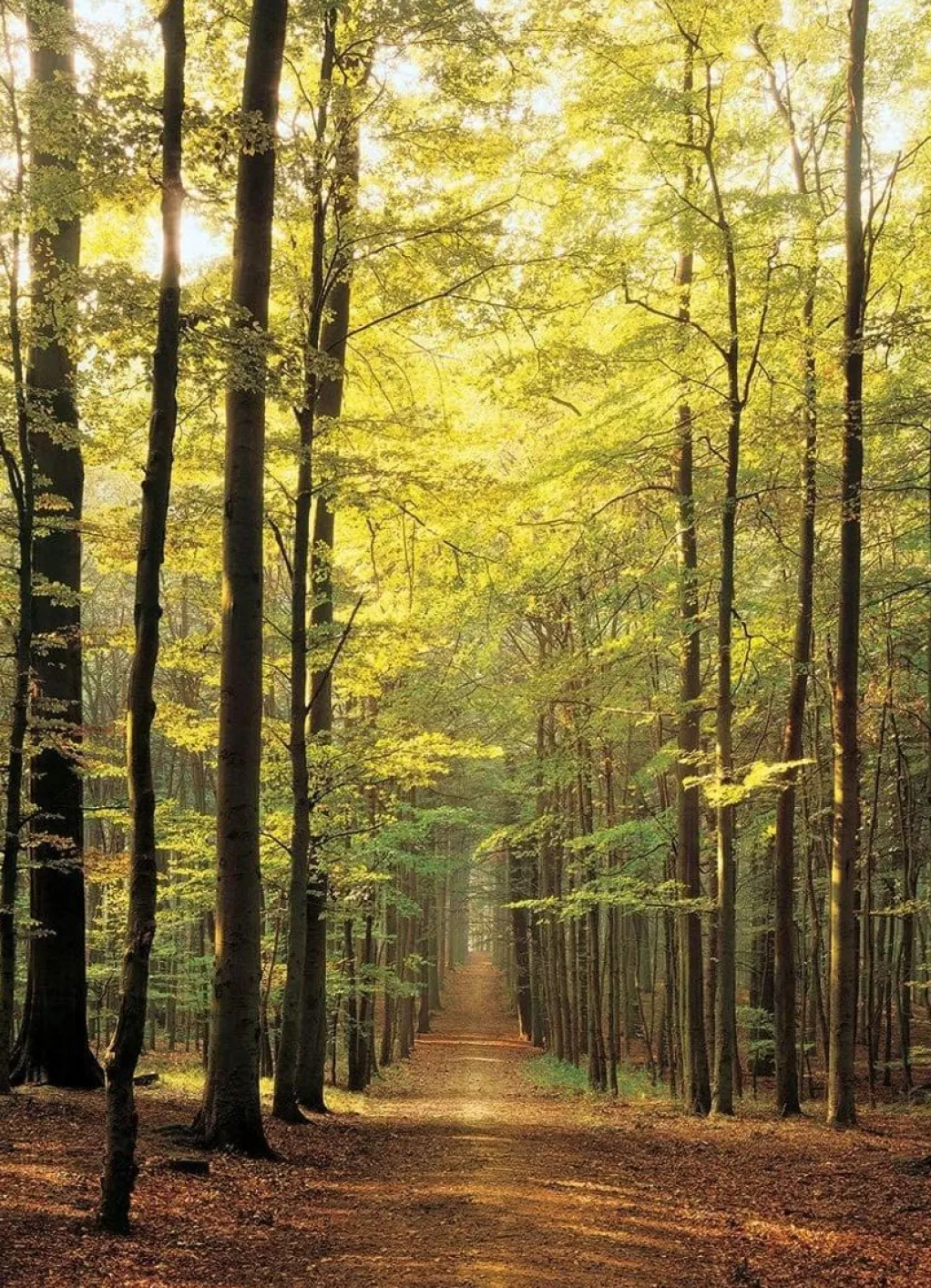 Eurographics 1000 Pieces* - Forest Path - 1000 Piece Jigsaw Puzzle