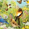 Eurographics 1000 Pieces* - Garden Birds - Panoramic 1000 Piece Jigsaw Puzzle