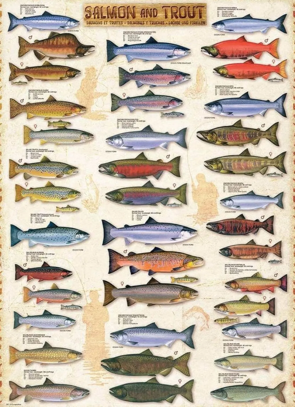 Eurographics Extra Large Pieces* - Salmon & Trout - 1000 Piece Jigsaw Puzzle