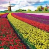 Eurographics 1000 Pieces* - Tulip Fields - 1000 Piece Jigsaw Puzzle
