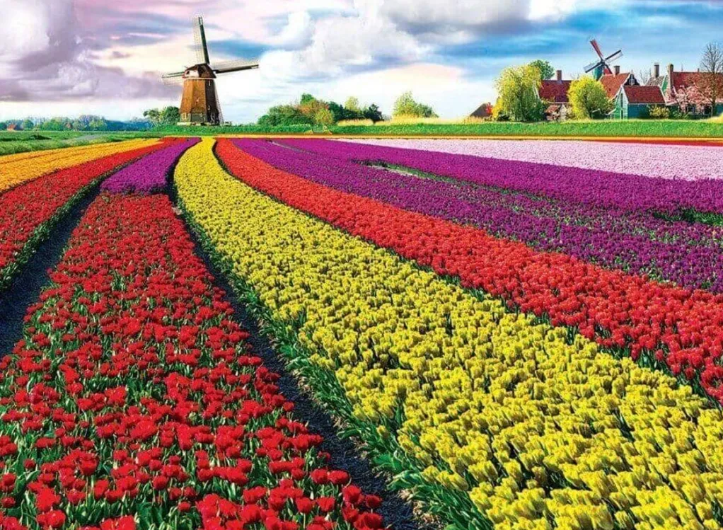 Eurographics 1000 Pieces* - Tulip Fields - 1000 Piece Jigsaw Puzzle