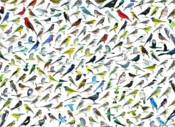 Eurographics 1000 Pieces* - World Of Birds - 2000 Piece Jigsaw Puzzle
