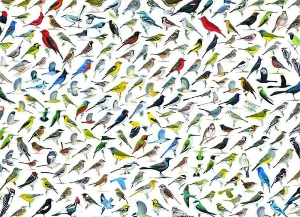 Eurographics 1000 Pieces* - World Of Birds - 2000 Piece Jigsaw Puzzle