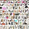 Eurographics 1000 Pieces* - World Of Cats - 1000 Piece Jigsaw Puzzle