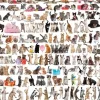 Eurographics 1000 Pieces* - World Of Cats - 2000 Piece Jigsaw Puzzle