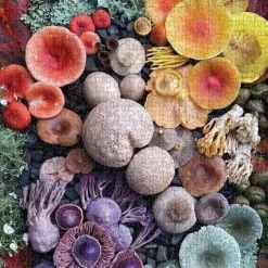 Galison 500 Pieces* - Shrooms In Bloom - 500 Piece Jigsaw Puzzle