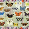 Gibsons 1000 Pieces* - Beautiful Butterflies - 1000 Piece Jigsaw Puzzle