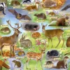 Gibsons 500 Pieces* - British Wildlife - 500 Piece Jigsaw Puzzle