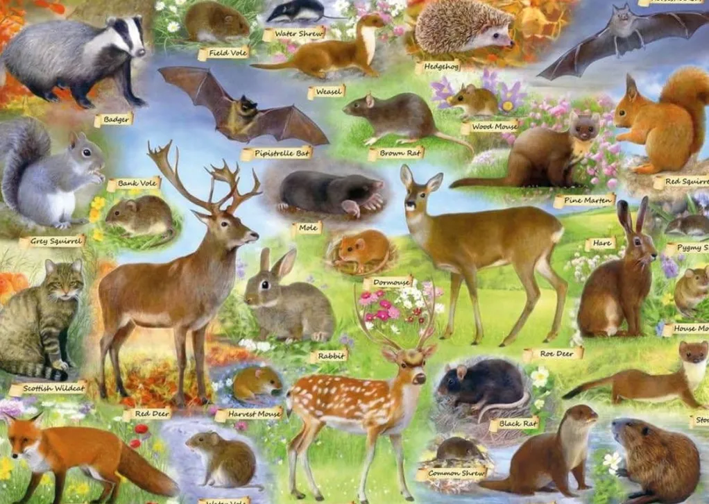 Gibsons 500 Pieces* - British Wildlife - 500 Piece Jigsaw Puzzle