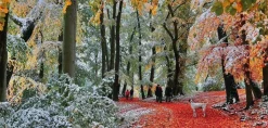 Gibsons 636 Pieces* - Snow In Autumn - 636 Piece Jigsaw Puzzle