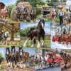 House of Puzzles 1000 Pieces* - The Heavy Mob - 1000 Piece Jigsaw Puzzle