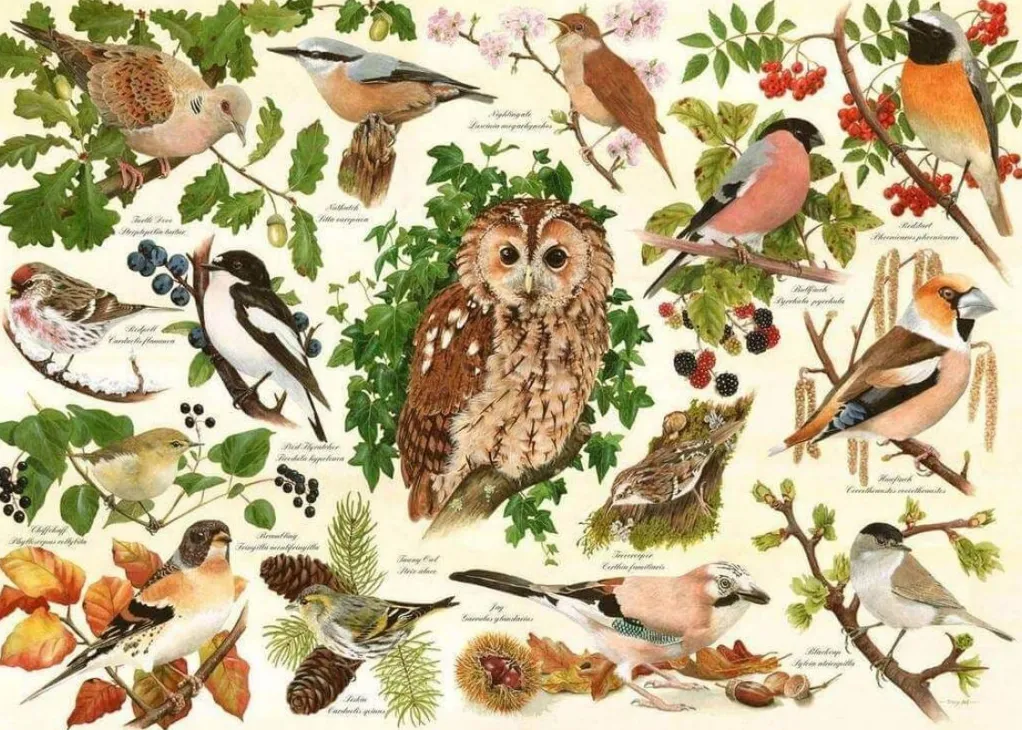 House of Puzzles Extra Large Pieces* - Woodland Birds - 500Xl Piece Jigsaw Puzzle