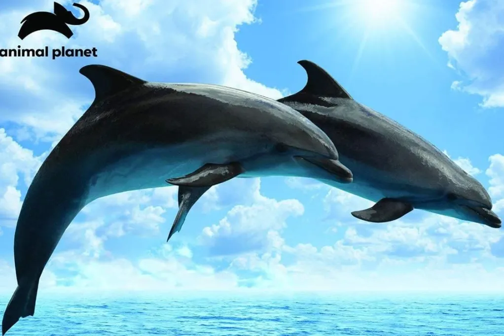Kidicraft 300 Pieces & Under* - Dolphin- Animal Planet 150 Piece Jigsaw Puzzle