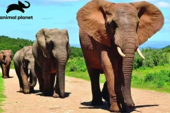 Kidicraft 300 Pieces & Under* - Elephants - Animal Planet 150 Piece Jigsaw Puzzle