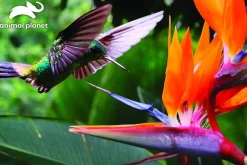 Kidicraft 300 Pieces & Under* - Hummingbird - Animal Planet 150 Piece Jigsaw Puzzle