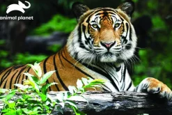 Kidicraft 300 Pieces & Under* - Tiger - Animal Planet 150 Piece Jigsaw Puzzle