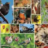 Otter House 1000 Pieces* - Great British Wildlife - 1000 Piece Jigsaw Puzzle