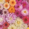 Piatnik 1000 Pieces* - Dahlia - 1000 Piece Jigsaw Puzzle