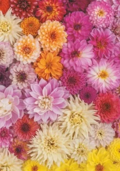 Piatnik 1000 Pieces* - Dahlia - 1000 Piece Jigsaw Puzzle