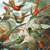 Piatnik 1000 Pieces* - Humming Birds - 1000 Piece Jigsaw Puzzle