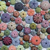 Piatnik 1000 Pieces* - Sea Urchins - 1000 Piece Jigsaw Puzzle