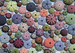 Piatnik 1000 Pieces* - Sea Urchins - 1000 Piece Jigsaw Puzzle