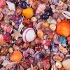 Piatnik 1000 Pieces* - Seashells - 1000 Piece Jigsaw Puzzle
