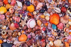Piatnik 1000 Pieces* - Seashells - 1000 Piece Jigsaw Puzzle