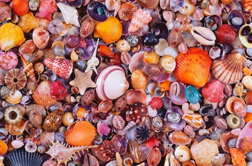 Piatnik 1000 Pieces* - Seashells - 1000 Piece Jigsaw Puzzle