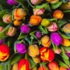 Piatnik 1000 Pieces* - Tulips - 1000 Piece Jigsaw Puzzle