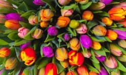 Piatnik 1000 Pieces* - Tulips - 1000 Piece Jigsaw Puzzle