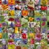 Ravensburger 1000 Pieces* - Bee Collage - 1000 Piece Jigsaw Puzzle