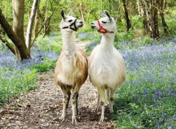 Ravensburger 100 Pieces & Under* - Llama Love - 100Xxl Piece Jigsaw Puzzle