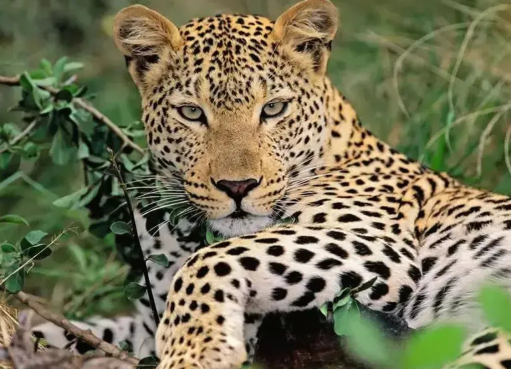 Ravensburger 100 Pieces & Under* - Lounging Leopard - 100Xxl Piece Jigsaw Puzzle