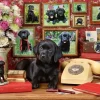 Ravensburger 500 Pieces* - My Loyal Friends - 500 Piece Jigsaw Puzzle