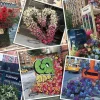 Ravensburger 1000 Pieces* - Nyc Flower Flash - 1000 Piece Jigsaw Puzzle