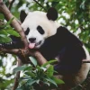 Ravensburger 500 Pieces* - Panda Bear - 500 Piece Jigsaw Puzzle