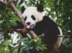 Ravensburger 500 Pieces* - Panda Bear - 500 Piece Jigsaw Puzzle