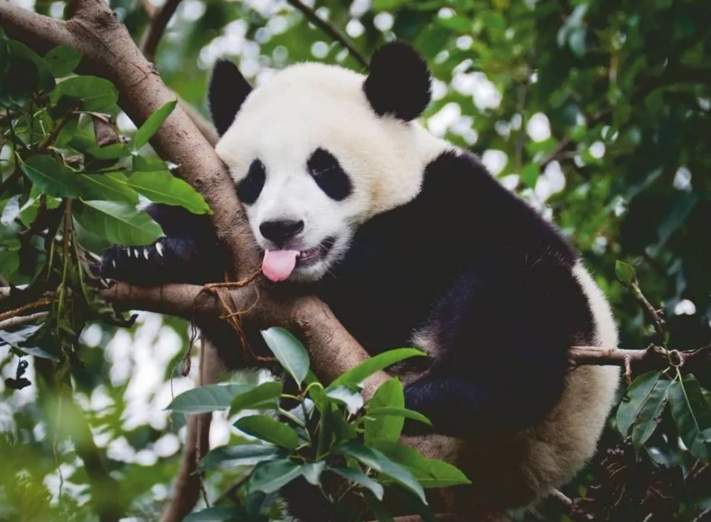 Ravensburger 500 Pieces* - Panda Bear - 500 Piece Jigsaw Puzzle