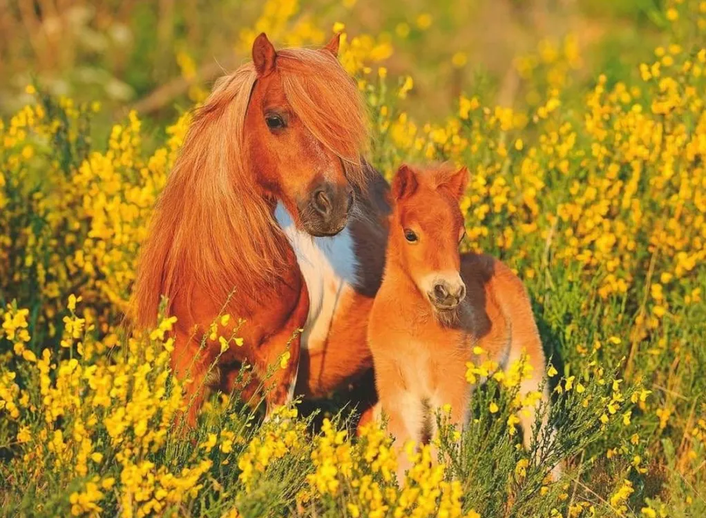 Ravensburger 100 Pieces & Under* - Shetland Pony - 100Xxl Piece Jigsaw Puzzle