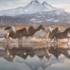 Schmidt 1000 Pieces* - Horses In Cappadocia - 1000 Piece Jigsaw Puzzle