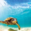 Wentworth 100 Pieces & Under* - Green Sea Turtle - 40 Piece Wooden Jigsaw Puzzle