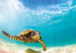 Wentworth 100 Pieces & Under* - Green Sea Turtle - 40 Piece Wooden Jigsaw Puzzle